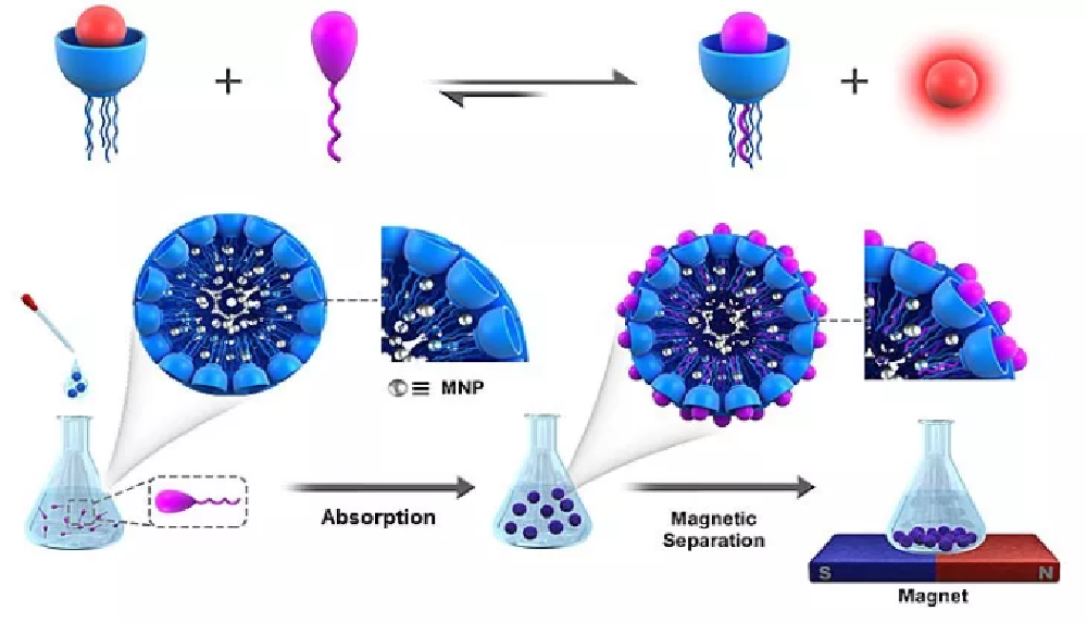 X-mol报道我课题组最新研究进展